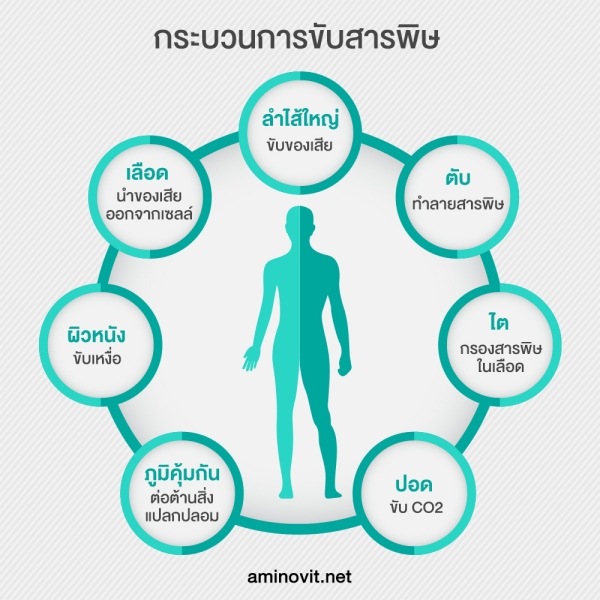 กระบวนการขับสารพิษ เพื่อสู้กับโรคมะเร็ง